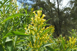 Green Cestrum detail
