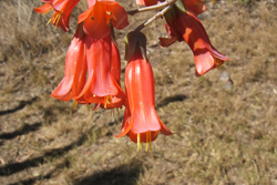 Mother of Millions detail