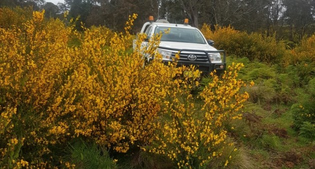   Scotch Broom - Barrington Tops