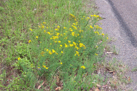 St John’s Wort 